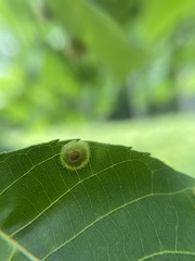 Phylloxera foveola