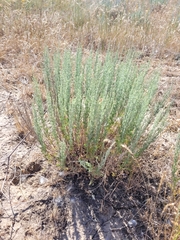 Artemisia pauciflora