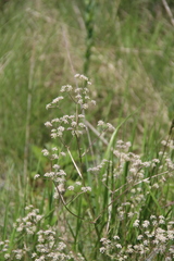 Trinia leiogona