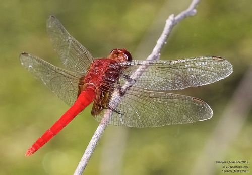 Claret Pondhawk photo 5