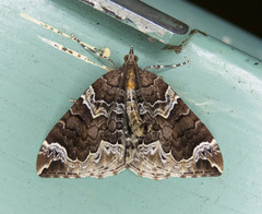 Eulithis xylina