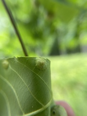Phylloxera foveola