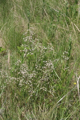 Trinia leiogona