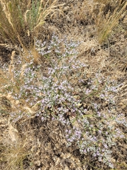 Goniolimon tataricum