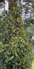 Philodendron erubescens
