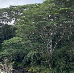 Falcataria moluccana, recorded vegetative
