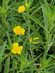 Ludwigia grandiflora