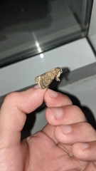 Caradrina clavipalpis