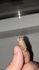 Caradrina clavipalpis