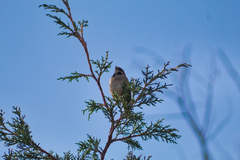 Zonotrichia capensis