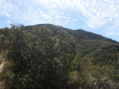 Rhus integrifolia × ovata