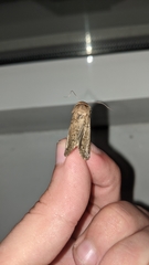 Caradrina clavipalpis