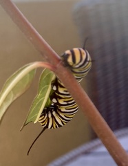 Danaus plexippus