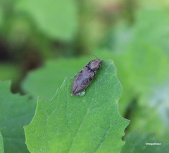 Prosternon tessellatum