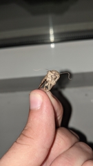 Caradrina clavipalpis