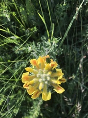 Chamaecytisus austriacus