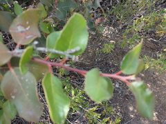 Rhus integrifolia × ovata