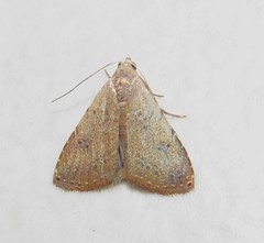 Rivula pusilla