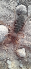 Gluvia dorsalis