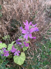 Malva sylvestris sylvestris