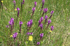 Polygala anatolica