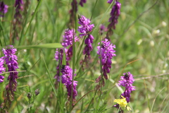 Polygala anatolica