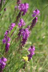 Polygala anatolica