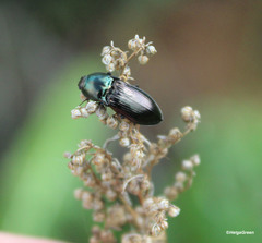 Selatosomus aeneus