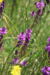 Polygala anatolica