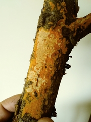 Phlebia coccineofulva image