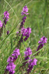 Polygala anatolica