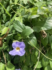 Thunbergia laurifolia