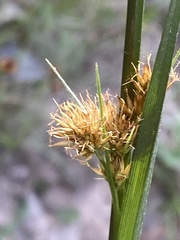 Rhynchospora glomerata