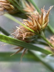 Rhynchospora glomerata