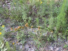 Rhynchospora glomerata