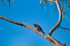 Zonotrichia capensis