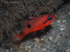 Apogon maculatus