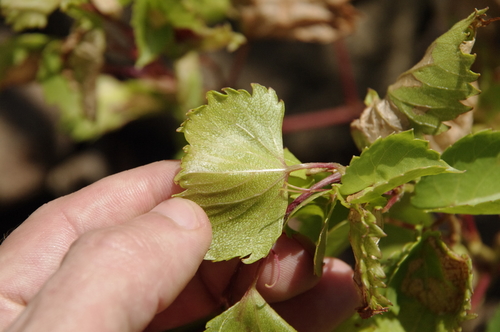 Image of Vitis rupestris by (c) Eric Knight, some rights reserved (CC BY)