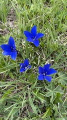 Gentiana verna