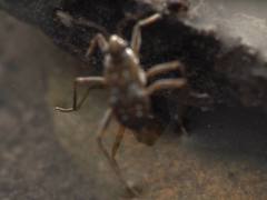 Microvelia americana