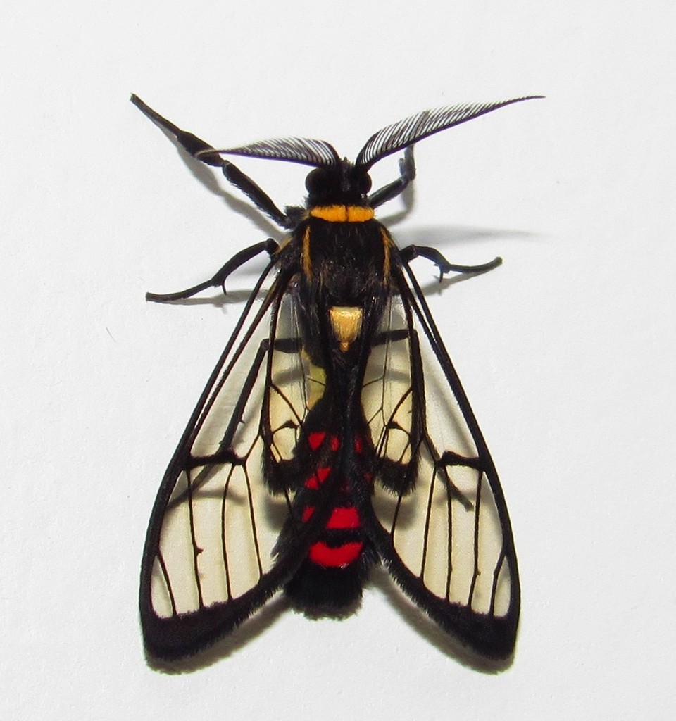 Argyroeides sanguinea
