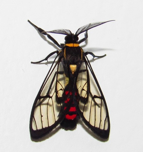 Argyroeides sanguinea Schaus, 1896