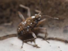 Microvelia americana