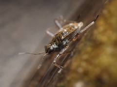 Microvelia americana