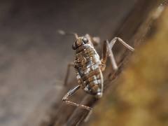 Microvelia americana