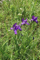 Iris furcata