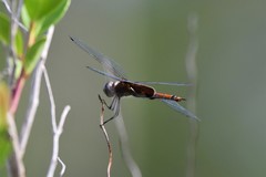 Tramea carolina