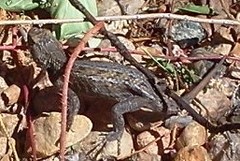 Sceloporus cowlesi