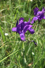 Iris furcata