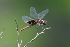Tramea carolina